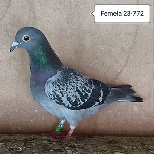 Femela 23-772