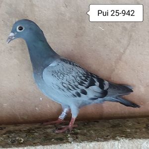 Pui 25-942