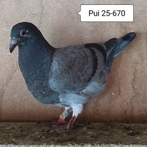 Pui 25-670