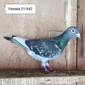 Femela 21-942