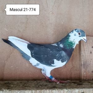 Mascul 21-774