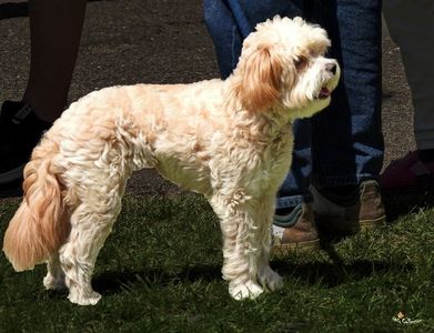 Doggie in park 4