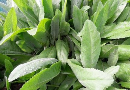 Are cineva calomfir de vanzare?