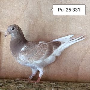 Pui 25-331