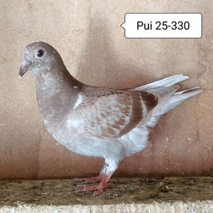 Pui 25-330