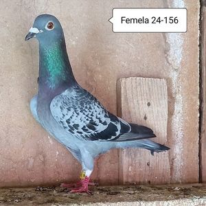 Femela 24-156