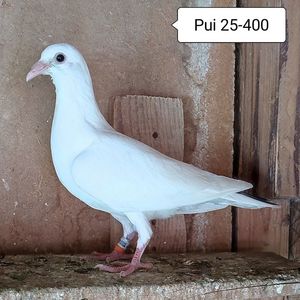Pui 25-400