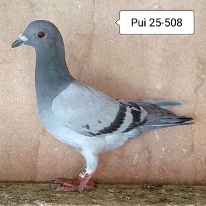 Pui 25-508