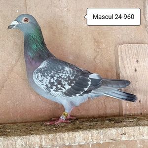 Mascul 24-960
