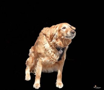 Doggie in park 5