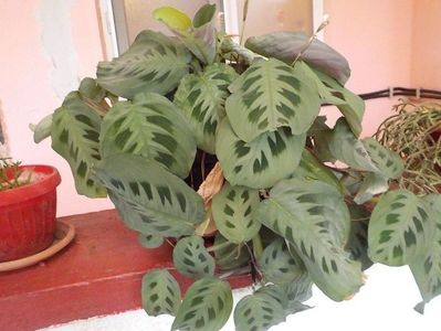 maranta 2