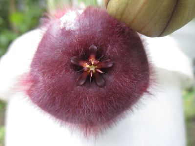 Stapelia obducta