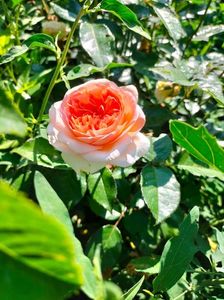 IMG20250616091200