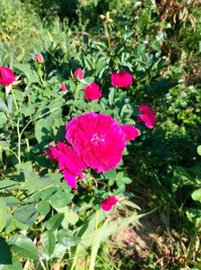 IMG20250616091348