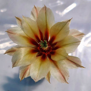 Echinocereus papillosus