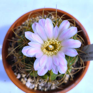 Gymnocalycium monvillei var steineri
