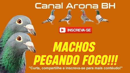 canalaronabh04