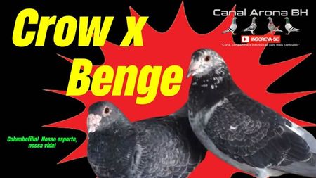 capacrowxbenge001