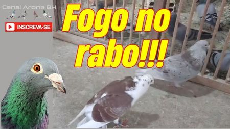 capafogonoraboc_aronabh
