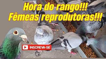 capahoradorango01