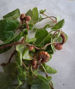 Ciudățenie la plante; Bulbi pe frunză la sinningia
