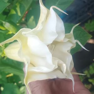 brugmansia galben dubla 30lei