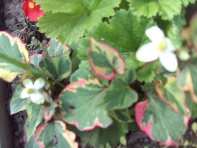 Houttuynia cordata