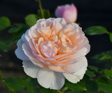 The Lady Gardener (tufa) 60 lei; Parfum puternic. Inflorire repetata tot sezonul. Inaltime 100-120 cm.
