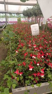 IMG20250618