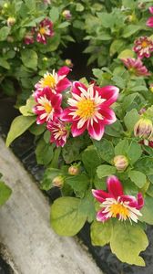 IMG20250618