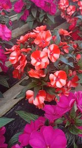 IMG20250618