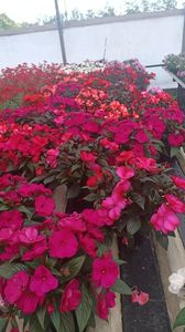 IMG20250618