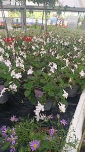 IMG20250618