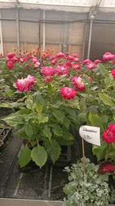 IMG20250618