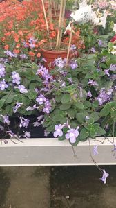 IMG20250618