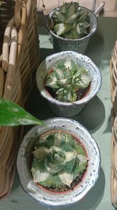 IMG20250618