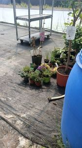 IMG20250618