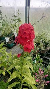 IMG20250618