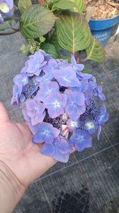 IMG20250618