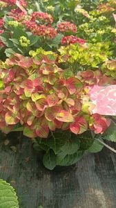 IMG20250618