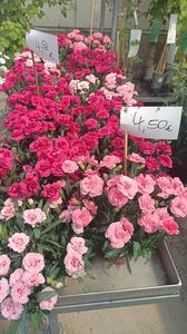 IMG20250618