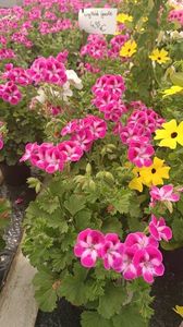 IMG20250618