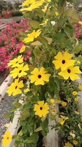 IMG20250618