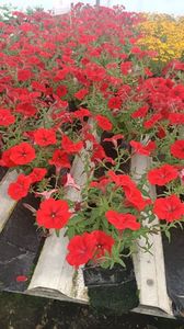 IMG20250618