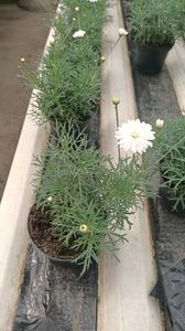 IMG20250618