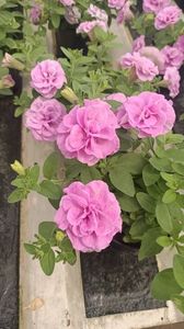 IMG20250618
