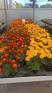 IMG20250618