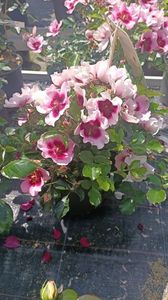 IMG20250618