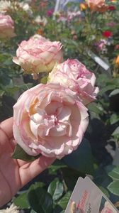 IMG20250618