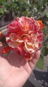 IMG20250618